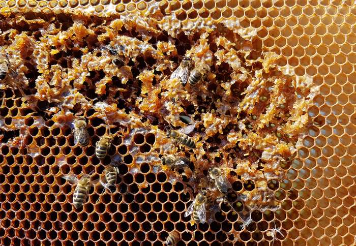 Пчелы строят соты, пустые соты, фото фотография