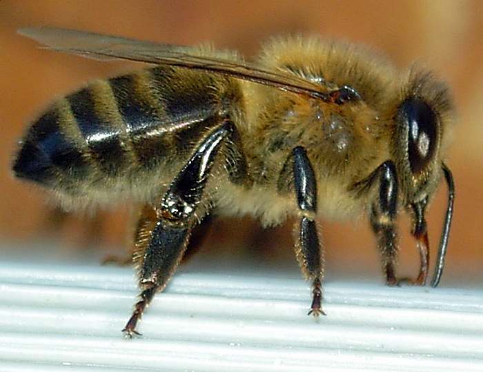 Среднерусская порода пчел (Apis mellifera mellifera), фото фотография насекомые
