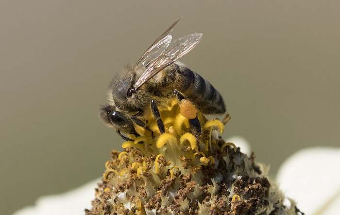 Серая горная кавказская пчела (Apis mellifera caucasia), фото фотография насекомые