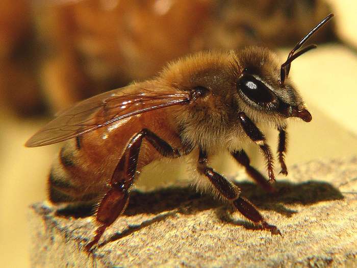 Итальянская пчела (Apis mellifera ligustica), фото фотография насекомые