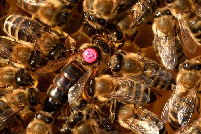 Пчелиная матка в гнезде, фото фотография насекомые