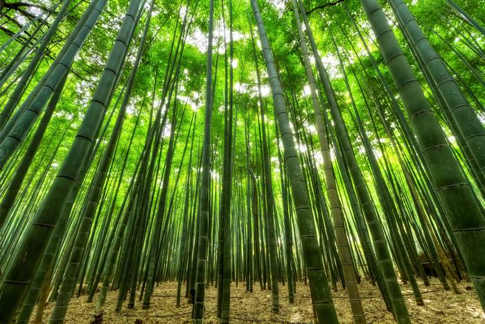 Бамбук (Bambusa), фото фотография растения