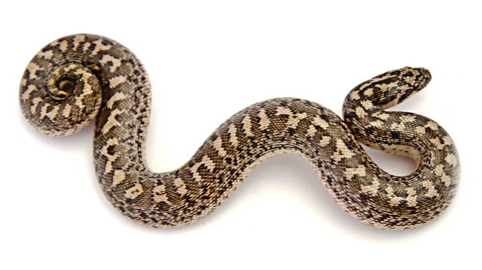 Песчаный удавчик (Eryx miliaris), фото фотография змеи