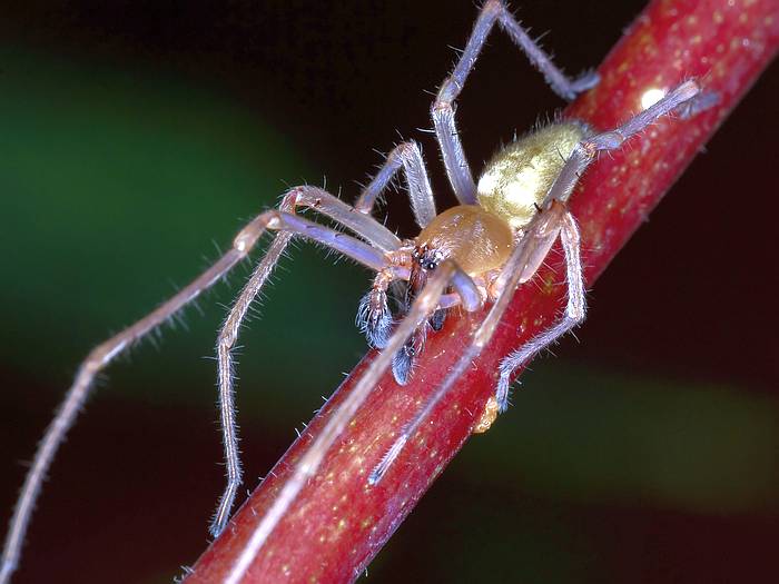 Желтосумый паук (Cheiracanthium inclusum), фото фотография