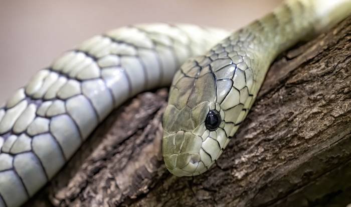 Черная мамба (Dendroaspis polylepis), фото картинка змеи