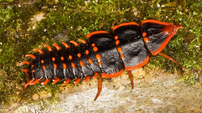 Самка жука-трилобита (Duliticola sp.), фото насекомые фотография картинка