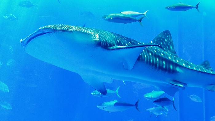 Китовая акула (Rhincodon typus), фото крупные рыбы фотография