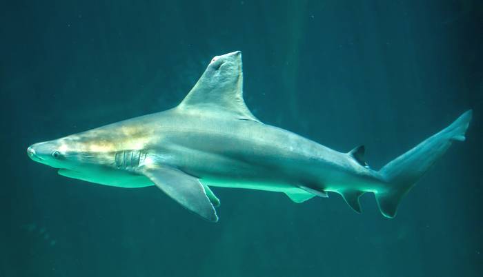 Серо-голубая акула, акула Мако (Carcharhinus plumbeus), фото рыбы фотография