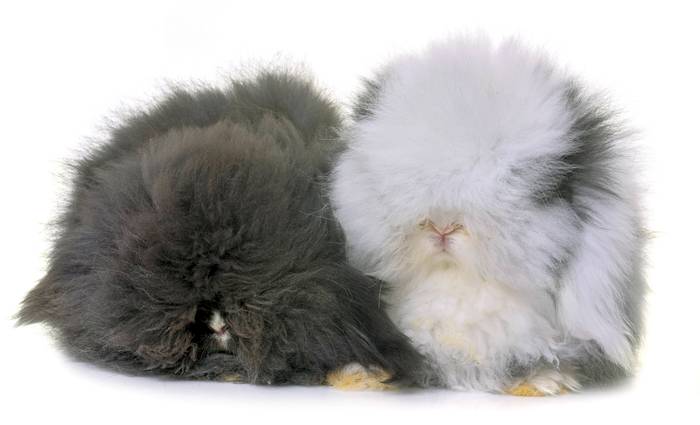 Ангорские крольчата, фото породы кроликов фотография