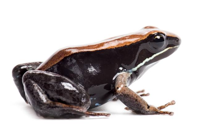 Бронзовая мантелла (Mantella betsileo), фото фотография лягушки