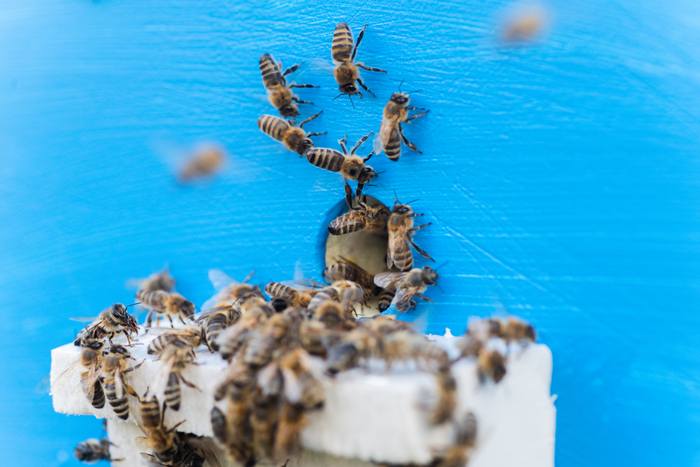 Медоносные пчелы у летка, фото фотография медоносные пчелы
