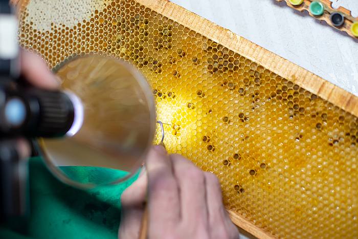 Пчеловод рассматривает под лупой соты и личинок, фото фотография медоносные пчелы