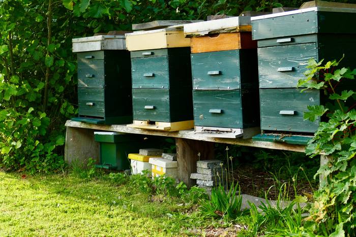 Зеленые ульи, пасека, фото фотография медоносные пчелы