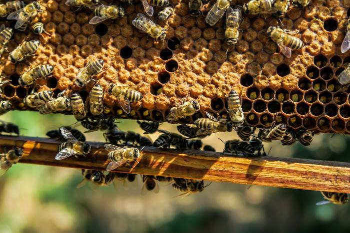 Пчелы на рамках, фото фотография медоносные пчелы