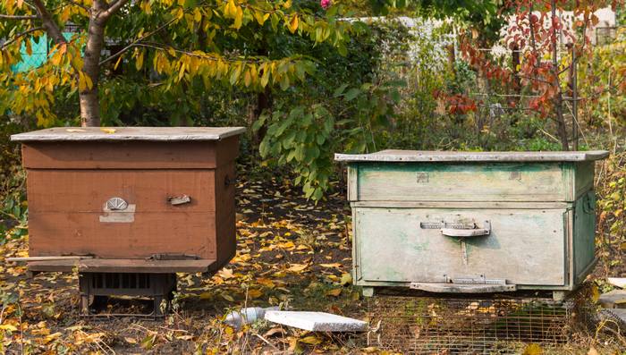 Пасека осенью, фото фотография медоносные пчелы