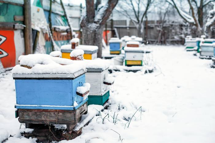 Пасека зимой, фото фотография пчеловодство