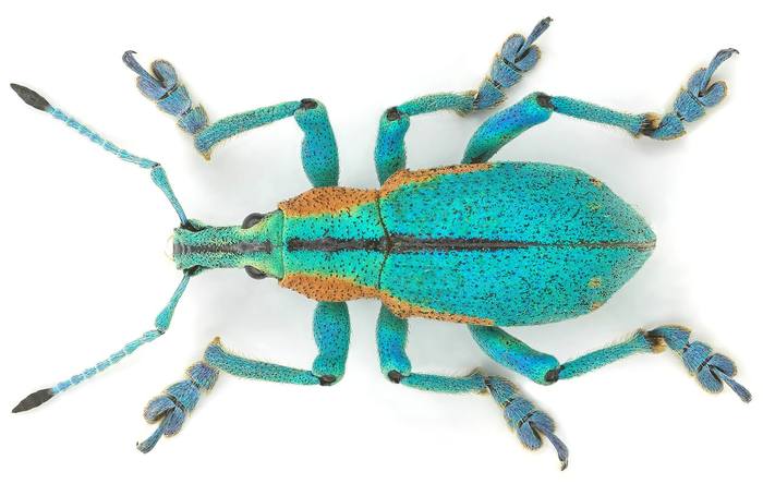 Долгоносик (Eupholus schneideri), фото жуки фотография