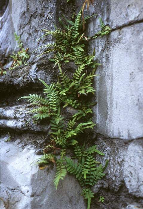   (Pteris longifolia),   