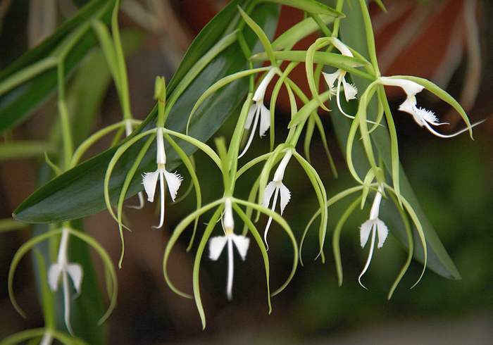   (Epidendrum ciliare),   