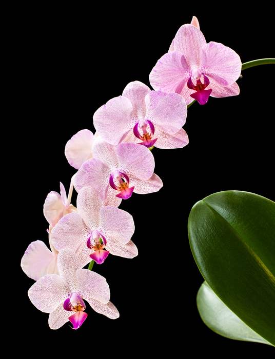  (Phalaenopsis sp.),   