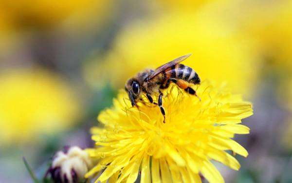 Медоносная пчела на одуванчике, фото новости о животных насекомые фотография