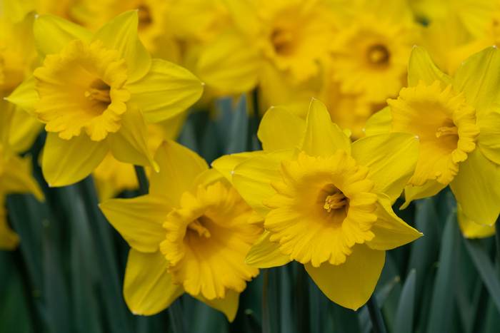   (Narcissus pseudonarcissus),    