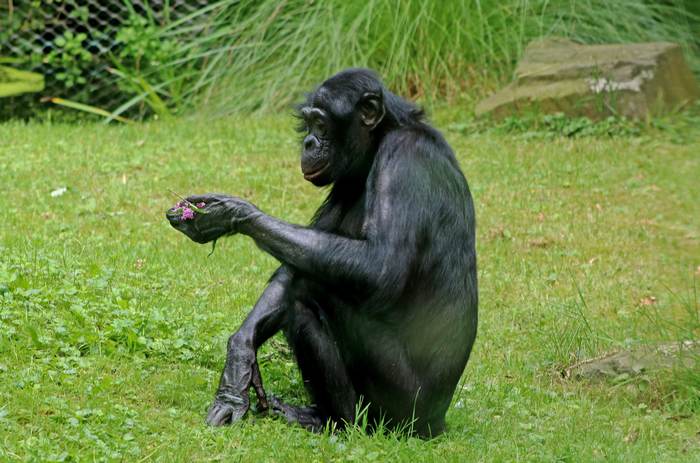 Бонобо, или карликовый шимпанзе (Pan paniscus), фото фотография приматы