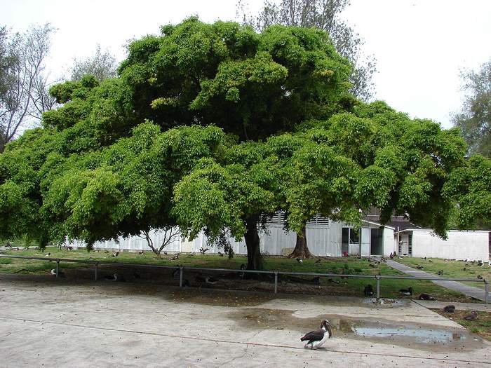   (Ficus benjamina),   