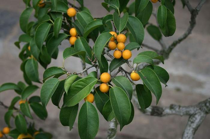   (Ficus benjamina), ,   
