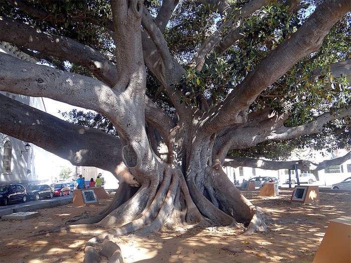   (Ficus elastica),   
