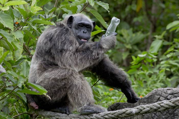 Седой шимпанзе с пластиковой бутылкой, фотографии фото приматы