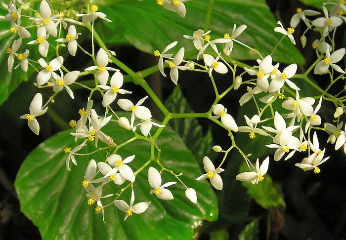   (Begonia capensis),    