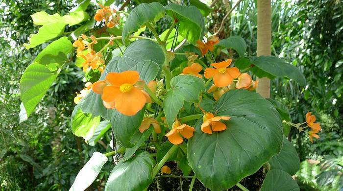   (Begonia cinnabarina ),    