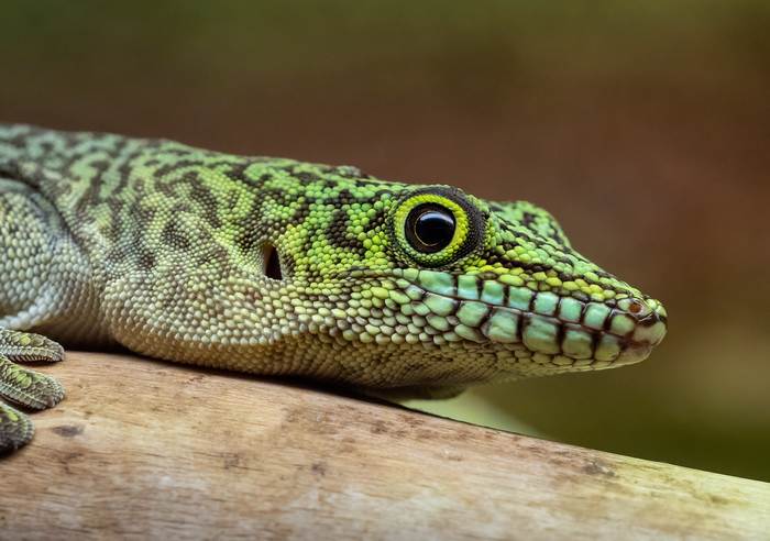 Фельзума Стандинга (Phelsuma standingi), фото рептилии гекконы фотография