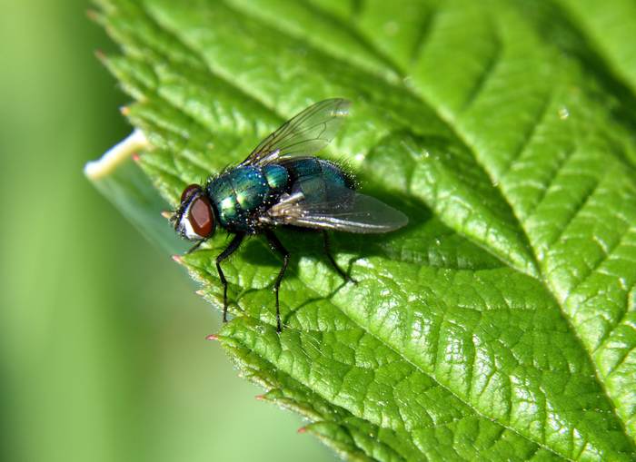 Зелёная мясная муха (Lucilia sericata), фото двукрылые насекомые фотография