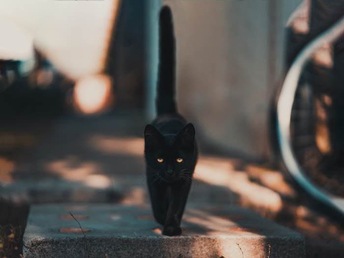 Черный кот с поднятым трубой хвостом, фото фотография