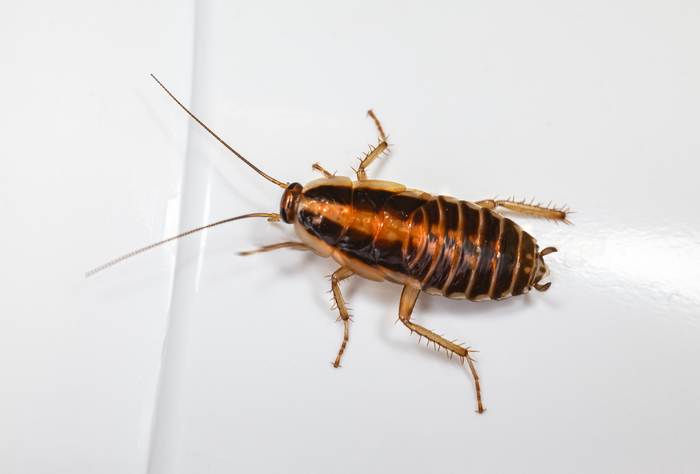 Таракан на кухне, фото фотография насекомые