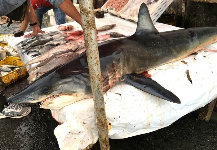 Акула продается на базаре, фото рыбы фотография 