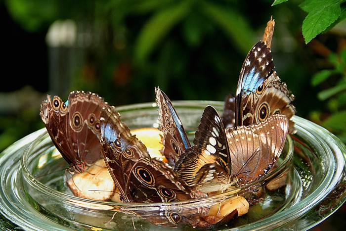 Бабочки питаются сладким раствором, фото насекомые фотография 
