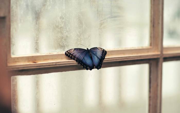Морфо менелай (Morpho menelaus), фото бабочки фотография 