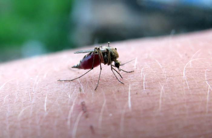 Комар пьет кровь человека, фото насекомые фотография