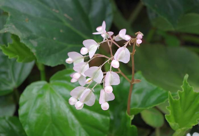   (Begonia convolvulacea) ,   