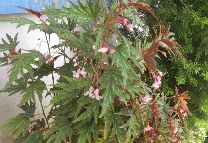   (Begonia diadema),   