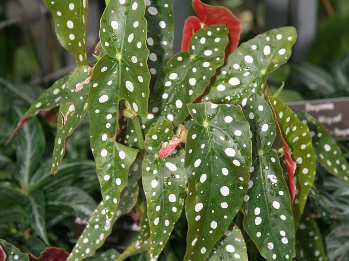   (Begonia maculata),   