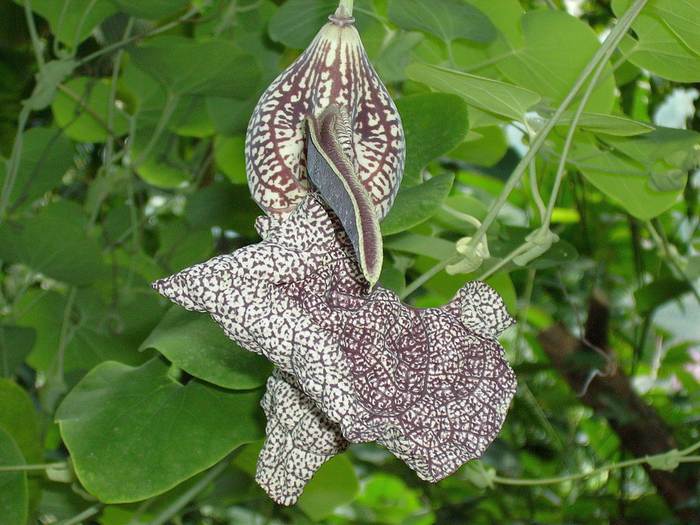   (Aristolochia labiata),   