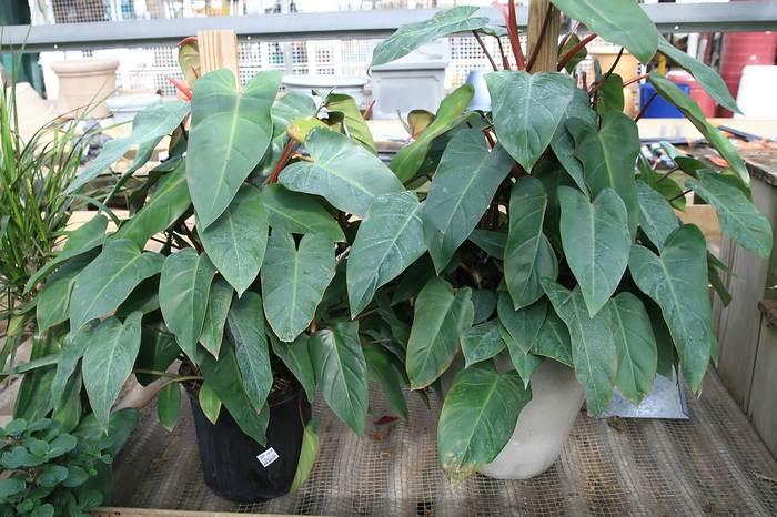   (Philodendron erubescens),   