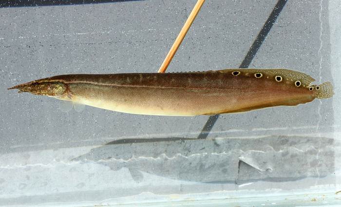 Сиамский макрогнатус (Macrognathus siamensis), фото аквариумные рыбы фотография