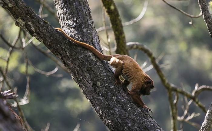 Боливийский ревун (Alouatta sara), фото фотография приматы