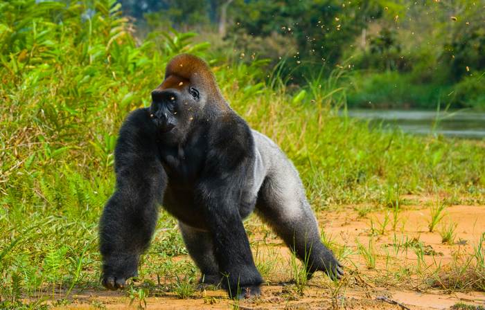Самец западной гориллы (Gorilla gorilla), фото фотография приматы