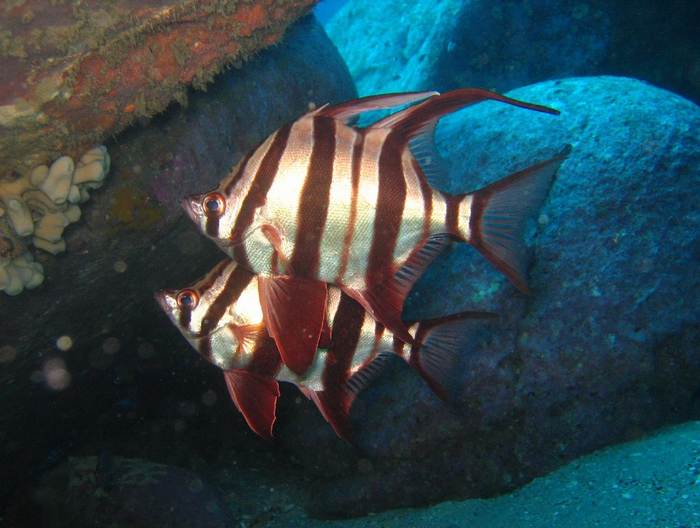 Рыбка старая жена, или австралийский колючепёр (Enoplosus armatus), фото фотография рыбы